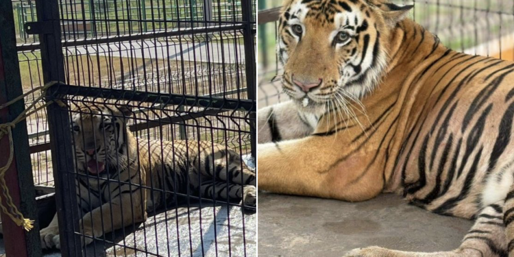 멕시코 동물원 탈출한 뱅골 호랑이, 텍사스로 이동 가능